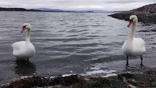 NORWAY SVANES IN VOLLEN  ENJOYING SOME SEA FOOD