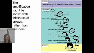 04.07 Signal Transduction Pathways