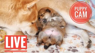Day 9 - We are LIVE - Puppy Cam