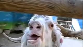 Funny Weird Crazy Goat Compilation