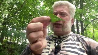 Wild Canadian Lettuce