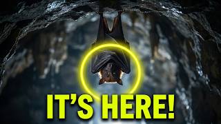 Do Bats Poop and Pee Out of Their Mouths?