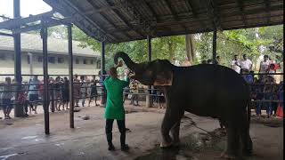 Bottle feeding elephant  PART 1