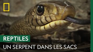 Un serpent-ratier de 2 mètres se cache dans les cartables des écoliers