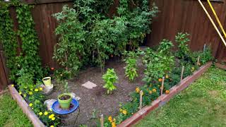 French Bulldogs Guarding the Garden in Minneapolis