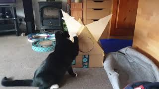 Amazon Box Cat House
