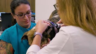 Vet Tech Spotlight: How Vet Techs Work with Students
