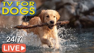 🔴[LIVE] Dog Music 🐶 Soothing Music for Separation Anxiety & Stress Relief 🎵 Sleep Music for Dogs 💖