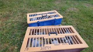 Madoc-Peterborough, Pigeon race basket day WWRPC @goldeneyeloft