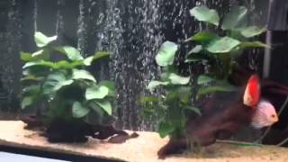 Build in fish tank for discus fish