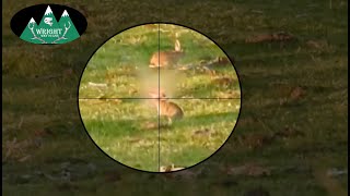 Rabbit Hunting - Shooting Fish in a Barrel