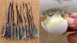 Catching Seafood Deep Sea Creatures Esp020 Catching Seafood 🦑🦀🐙🦐🦪🦞 Catch Octopus Deep Sea Creatures