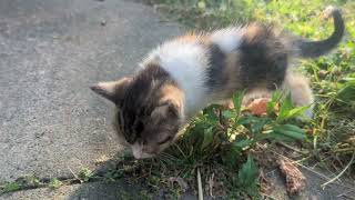 A Baby Kitten