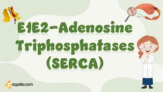 E1E2-Adenosine Triphosphatases (SERCA) | Cell Biology