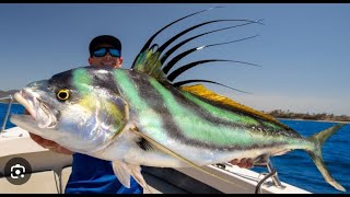 The Notorious Roosterfish from Mexicos Pacific