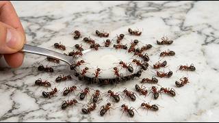 I Got Rid of Every Ant in My House in 24 Hours — Using No Poison & No Money