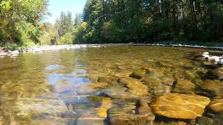 The Healing Power OFNature Sounds | Forest Sounds | water sound | ScenicRelaxation Film