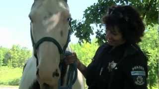 Police Horse