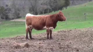 Inspirational Story of Bella the COW who Escaped the slaughterhouse