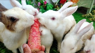 Fast Carrot Feast 🐰🥕 | Hungry Rabbits