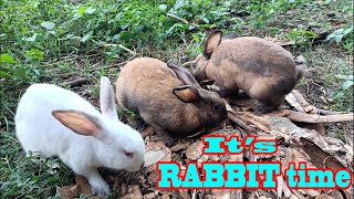 It's Rabbit time...