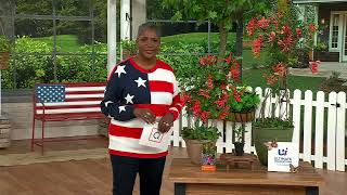 Ultimate Innovations 2Pc Honeysuckle Love Live Plants on QVC