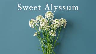 Sweet Alyssum. 🤍 Relaxing Indie Pop BGM | Study & Work | 1Hour