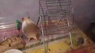 Hamster Mischief