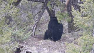 Black Bear and cub