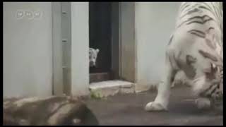 doblaje del Gato