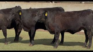 J&J Cattle Co:  Bred Replacement Heifer Online Auction