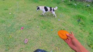 জীৱ জন্তুক ভাল পাবলৈ শিক্ষক  #helping #dogvideos #zubeengarg 