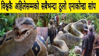 ब्राजिल मा मिल्यो विश्वकै सबैभन्दा ठूलो सांप | World largest snake 🐍 found in Brazil | largest snake