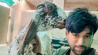 Eid Mubarak 2025 Bakra Eid Vlog 2025 / Famous YouTuber