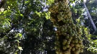 ATV - Malaysia ATV Adventure Offroad Ride Waterfall Kuala Lumpur