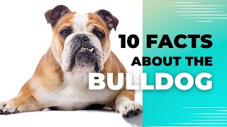 10 Interesting Facts about Bulldogs that you might not know.