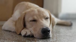 "Pretty sure my dog thinks this rope is made of steak." #dog #doglover #labrador