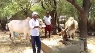 Relare Prasad ఎద్దుల పాట Kaadeddula(OX) Song