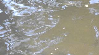 MOHONK  FISH 132 V