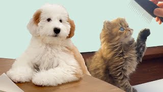 🔴 WATCH LIVE: FUNNIEST PET VIDEOS 24/7 🤣