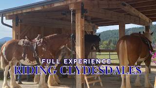 🐎Clydesdale Outpost Experience - Whitefish, Montana