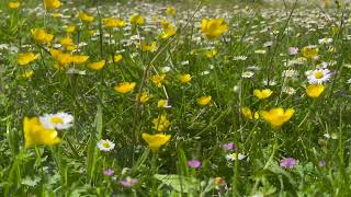 Don't Let me Fall | Ruhiya ft. Jakey Boy Hughes