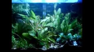 PLANTED AQUARIUM - JUWEL PANORAMA WITH Xiphophorus helleri 2