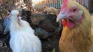 Backyard Chickens Noisy Chickens Clucking Cackling Roosters Crowing Long Video!