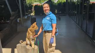 Brookfield Zoo Chicago: Serval