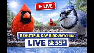 Beautiful Day Birdwatching LIVE 🌤️ Active Backyard Birds at 55°