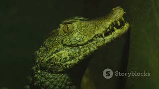 The Black Caiman Chronicles