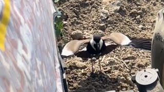 Mother bird stops tractor from crushing her eggs