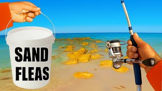 Tiny Bait, Big Results: Sheepshead Shore Fishing Florida Jetty
