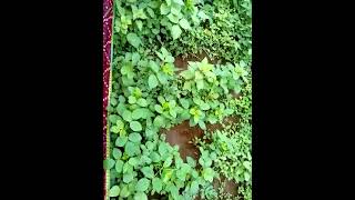 మా అమ్మ వాళ్ళ ఇంటి garden ఎలా ఉందో చూద్దాం రండి//priya Cooking and tailaring  channel//